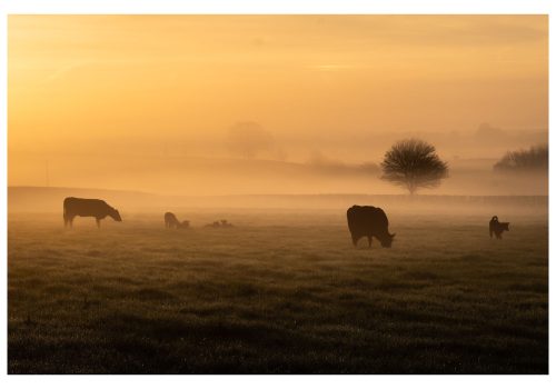 Cows at Dawn - an image by Helen Lord cotswoldsphotographer.com