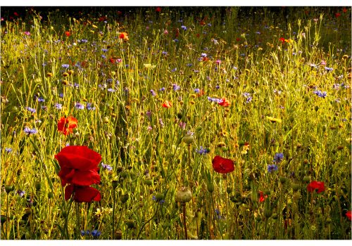 Wild flowers in evening light image by Helen Lord cotswoldsphotographer.com
