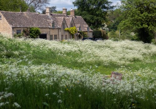 Frothy Cowparsley - original image by Helen Lord the Cotswolds Photographer