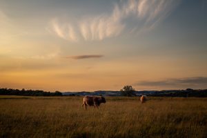 Magical Evening Light - original image by Helen Lord the Cotswolds Photographer