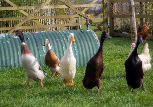 Scatter - original image by Helen Lord the Cotswolds Photographer