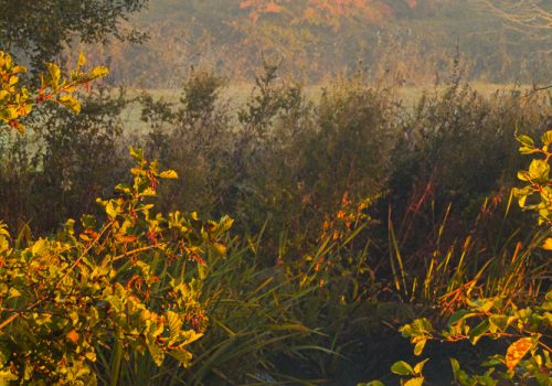 Swans near Swinbrook - original image by Helen Lord the Cotswolds Photographer