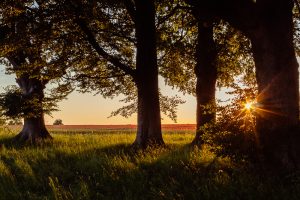 Through the Trees - original image by Helen Lord the Cotswolds Photographer
