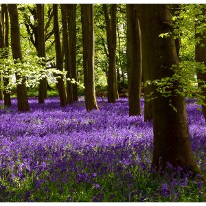 Dappled glade of bluebells, original image by Cotswolds Photographer