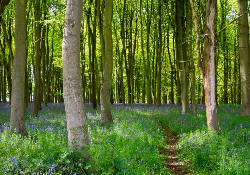 Bluebell footpath original photography by Cotswolds Photographer