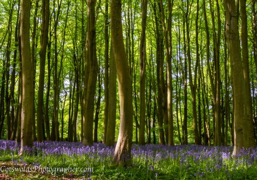 Bluebell and trees photography by Cotswolds Photographer