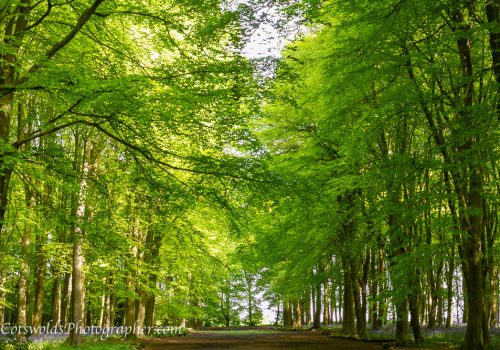 Under the canopy original photography by Cotswolds Photographer